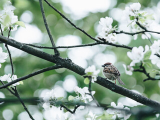 谁有初一上数学的一元一次方程应用题-